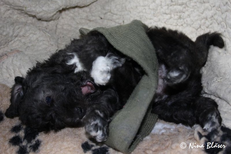 Rüde 2009-06-14 (3).JPG